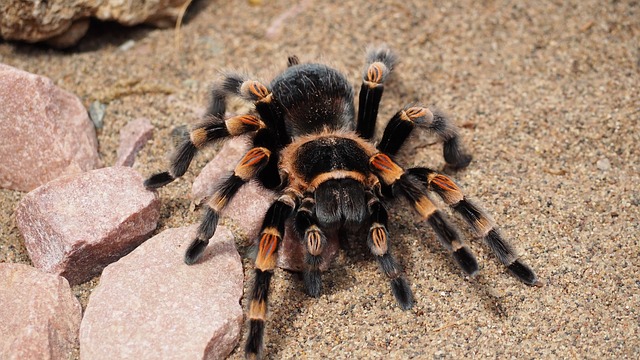 Tarantule